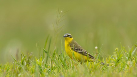 Sárga billegető (Motacilla flava) - Hasalás